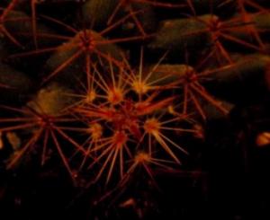 P7082109________.JPG