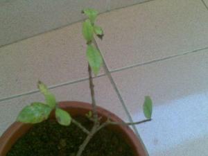 26072011(001).jpg
