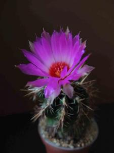 DSCF2981_3.jpg