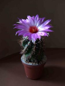 DSCF2997_2.jpg