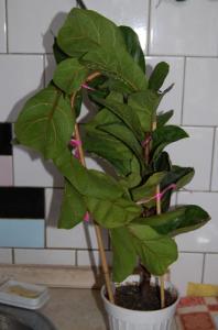 lyrata8.jpg