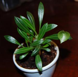 dioscorea4.jpg