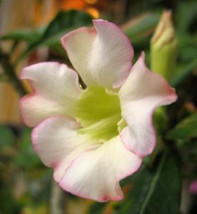 Akulina_A._Fancy_8114.jpg