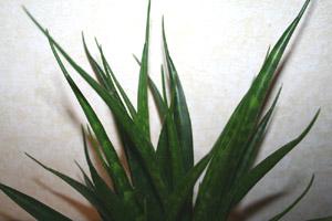 unknown1_1.jpg