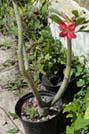 DSC01999.JPG
