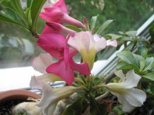 Akulina__Adenium_0188.jpg