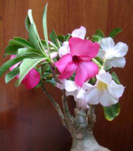 Akulina_Adenium_0203.jpg