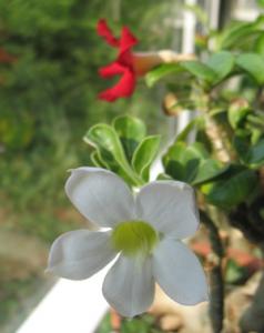 Adenium_Fancy_0451.jpg