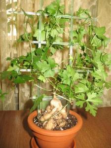 Ibervillea_tenuisecta_0458.jpg