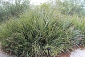 Пуйя чилийская (Puya chilensis).jpg