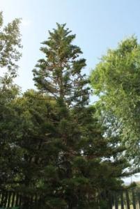 Араукария разнолистная (Araucaria heterophylla).jpg