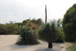 Ксанторрея (Xanthorrhoea glauca) 2.jpg