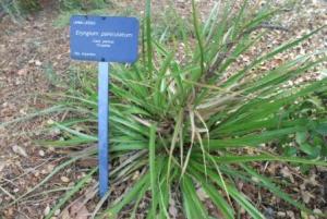 Eryngium paniculatum 1.jpg