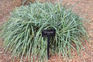 Фасикулярия двуцветная (Fascicularia bicolor).jpg