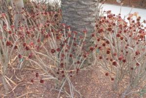 Эониум древовидный (Aeonium arboreum cv. Atropurpureum) 1.jpg