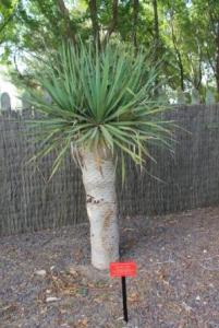 Драконово дерево (Dracaena draco) 2.jpg