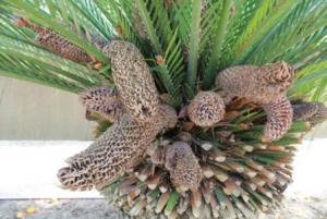 Макрозамия Мора (Macrozamia moorei) 3.jpg