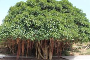 Фикус ржаволистный (Ficus rubiginosa) 2.jpg