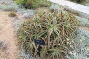 Aloe arborescens.jpg