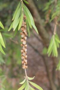 Каллистемон прутовидный (Callistemon viminalis) 2.jpg