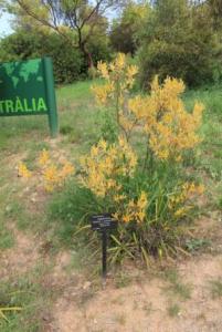 Anigozanthos flavidus x pulcherrimus 1.jpg