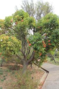 Эвкалипт фиголистный (Eucalyptus ficifolia) 1.jpg