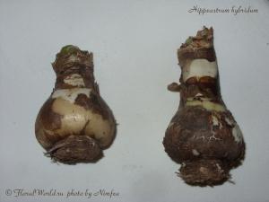Hippeastrum_hybridum-bulbs.jpg