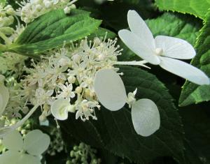 20130728105570253_HF_Hydrangea1.jpg