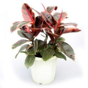 ficus-elastica-8-320x320.jpg