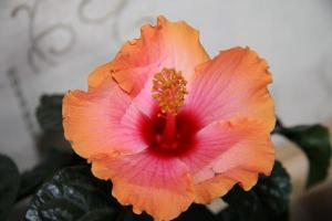 IMG_3945.jpg