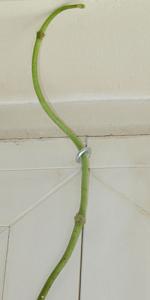 H.kerrii_01.jpg