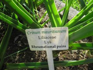 Crinum_mauritianum145.jpg