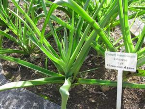 Crinum_mauritianum146.jpg