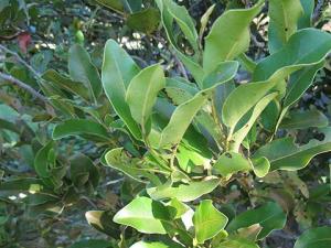 Diospyros_tesselaria247.jpg