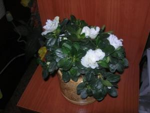 DSCN2222.JPG
