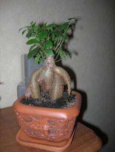 DSCN2227.JPG
