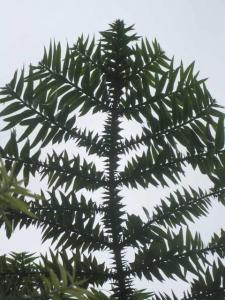 a_08_09-079Araucaria.jpg