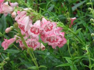 f_08_09-132penstemon.jpg