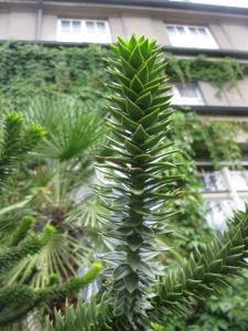 a_08_09-075Araucaria.jpg