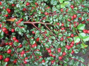 f_08_09-197cotoneaster.jpg