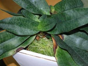 vest_paph.jpg