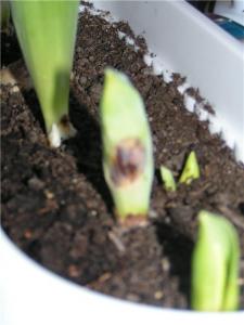 tulp.jpg
