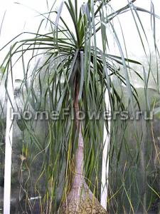nolina_longifolia_01.jpg