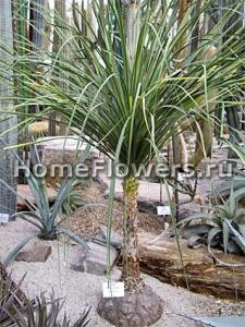 nolina_stricta_01.jpg