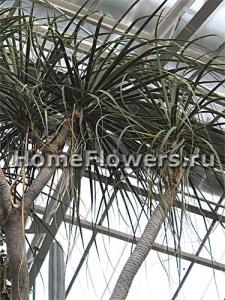 nolina_recurvata_01.jpg