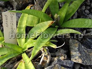 sansevieria_parva_01.jpg