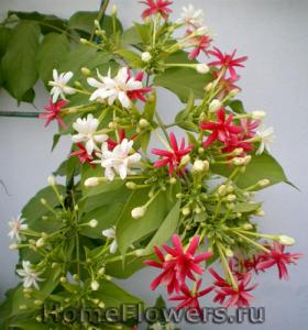 angie_tropicals0235.jpg