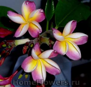 angie_tropicals0125.jpg
