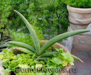 angie_succulent0093.jpg