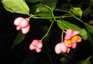 euonymus_europ419.jpg